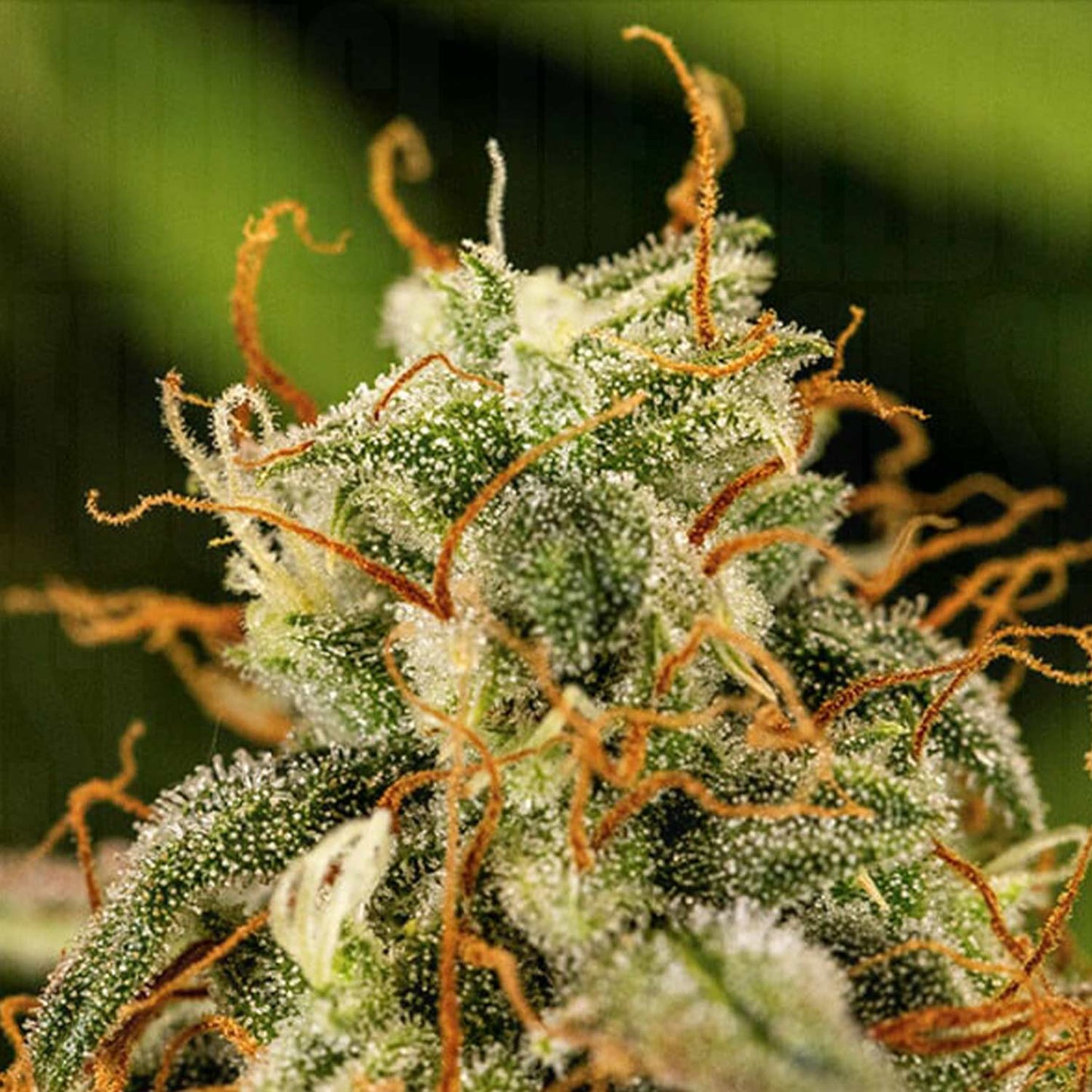 Milky Way F1 Auto