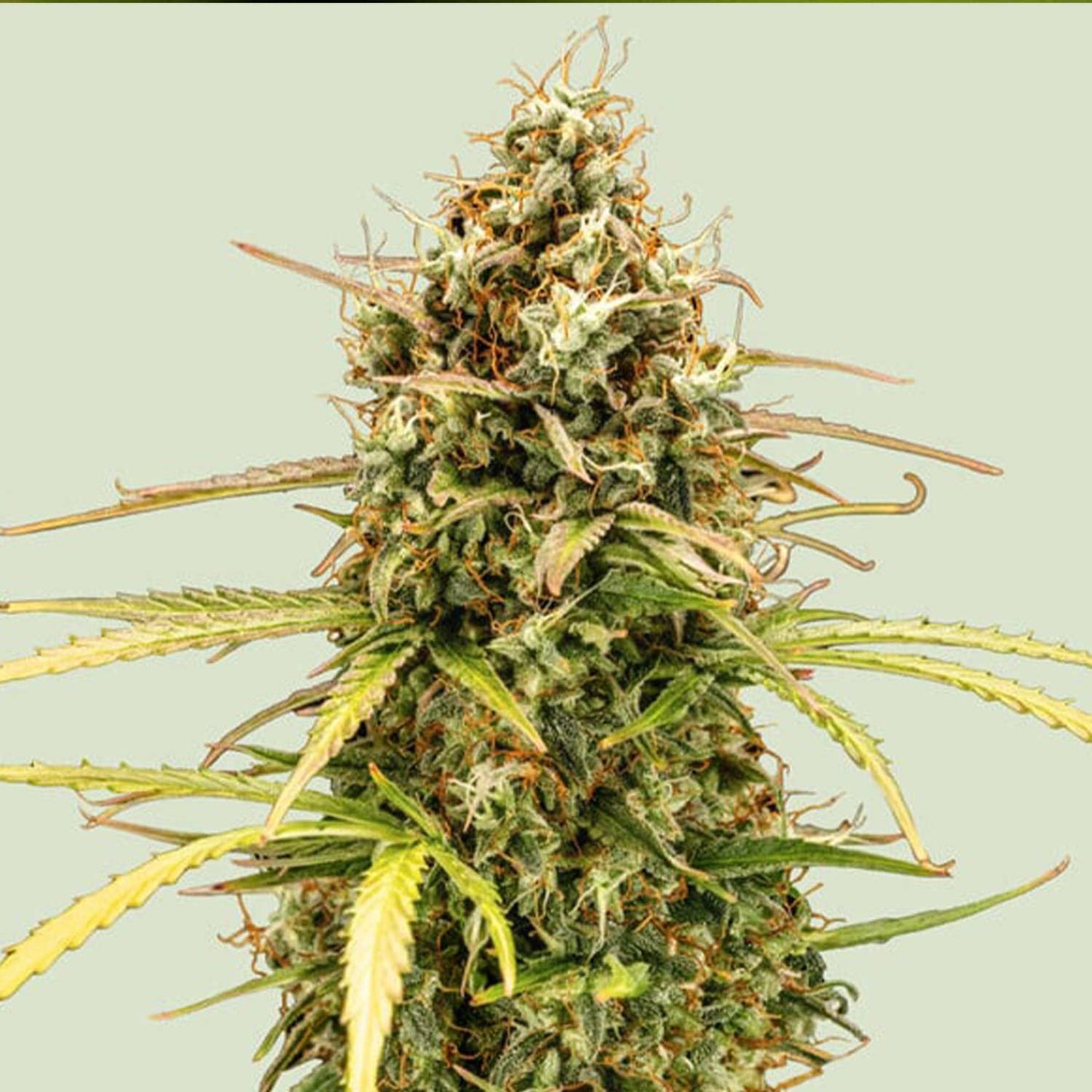 Milky Way F1 Auto