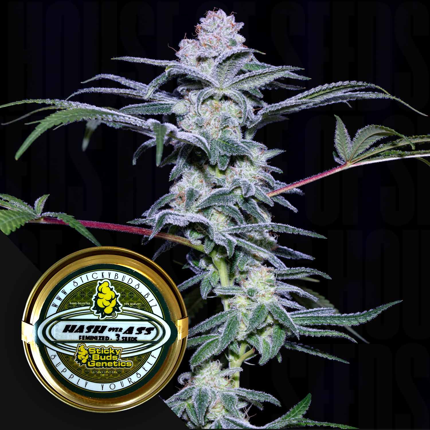 Selected Variant Image