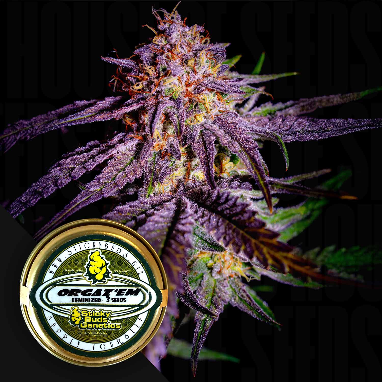 Selected Variant Image