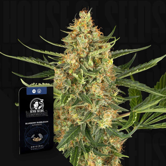 Blueberry Bubblegum Auto