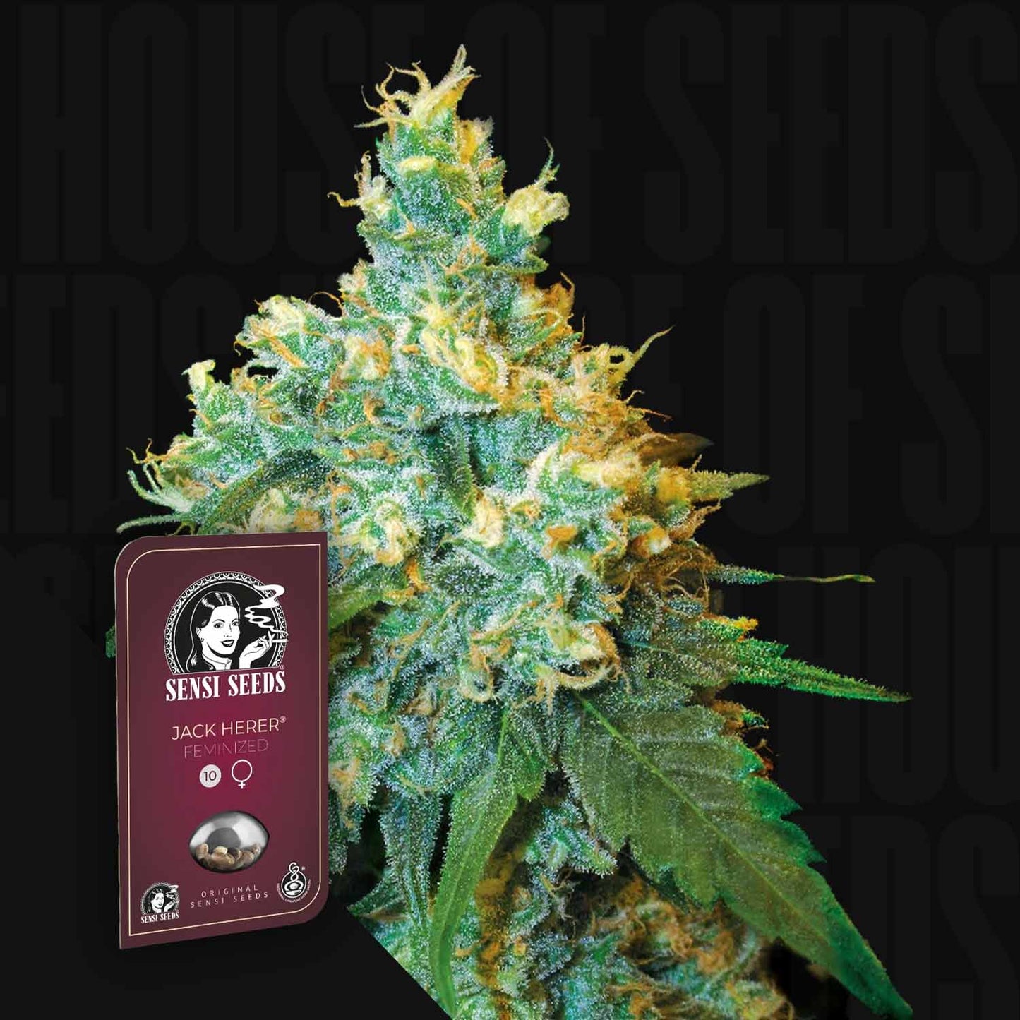Jack Herer
