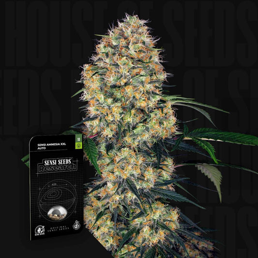 Sensi Amnesia XXL Auto