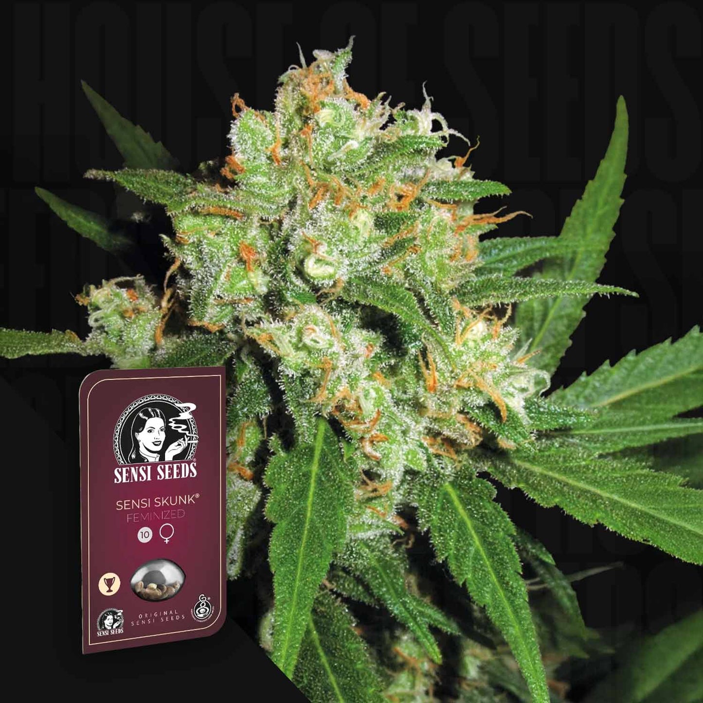 Skunk #1