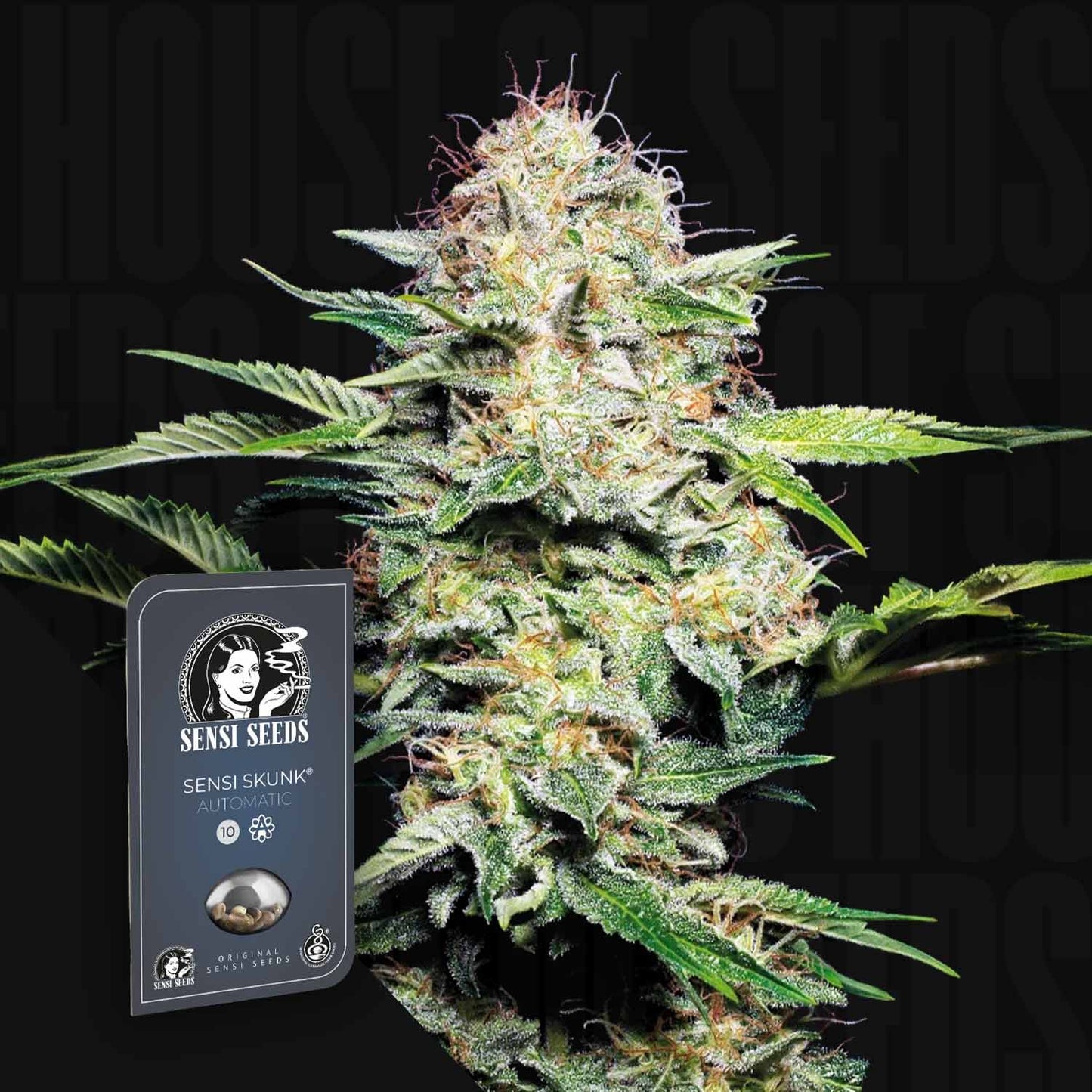 Sensi Skunk Auto