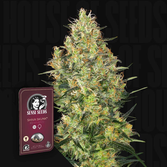 Shiva Skunk