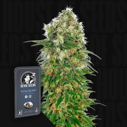 Shiva Skunk Auto