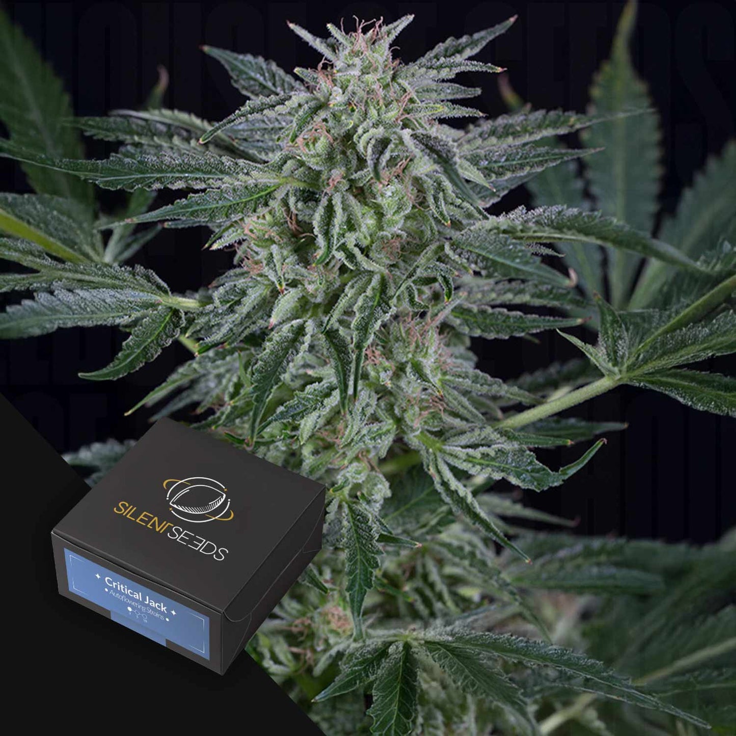 Critical Jack