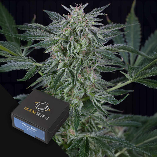 Critical Jack