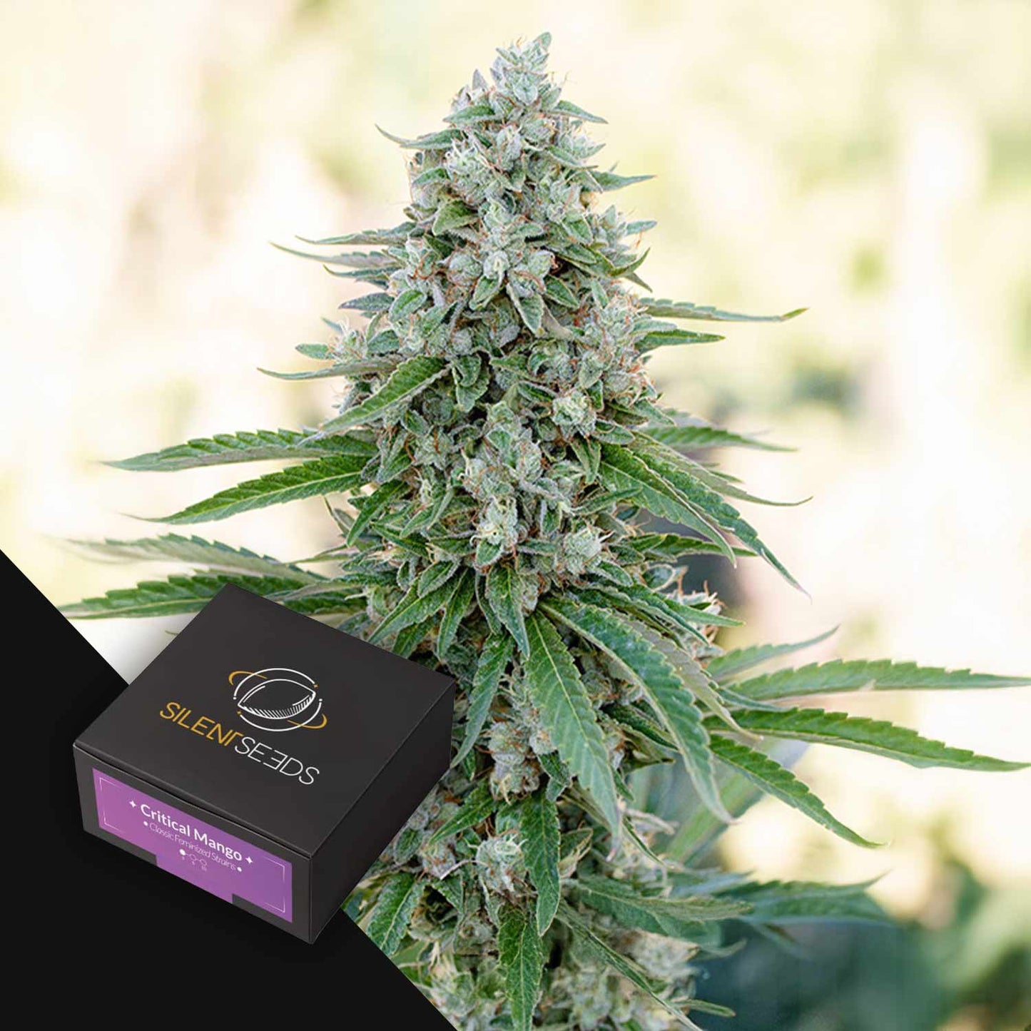 Critical Mango