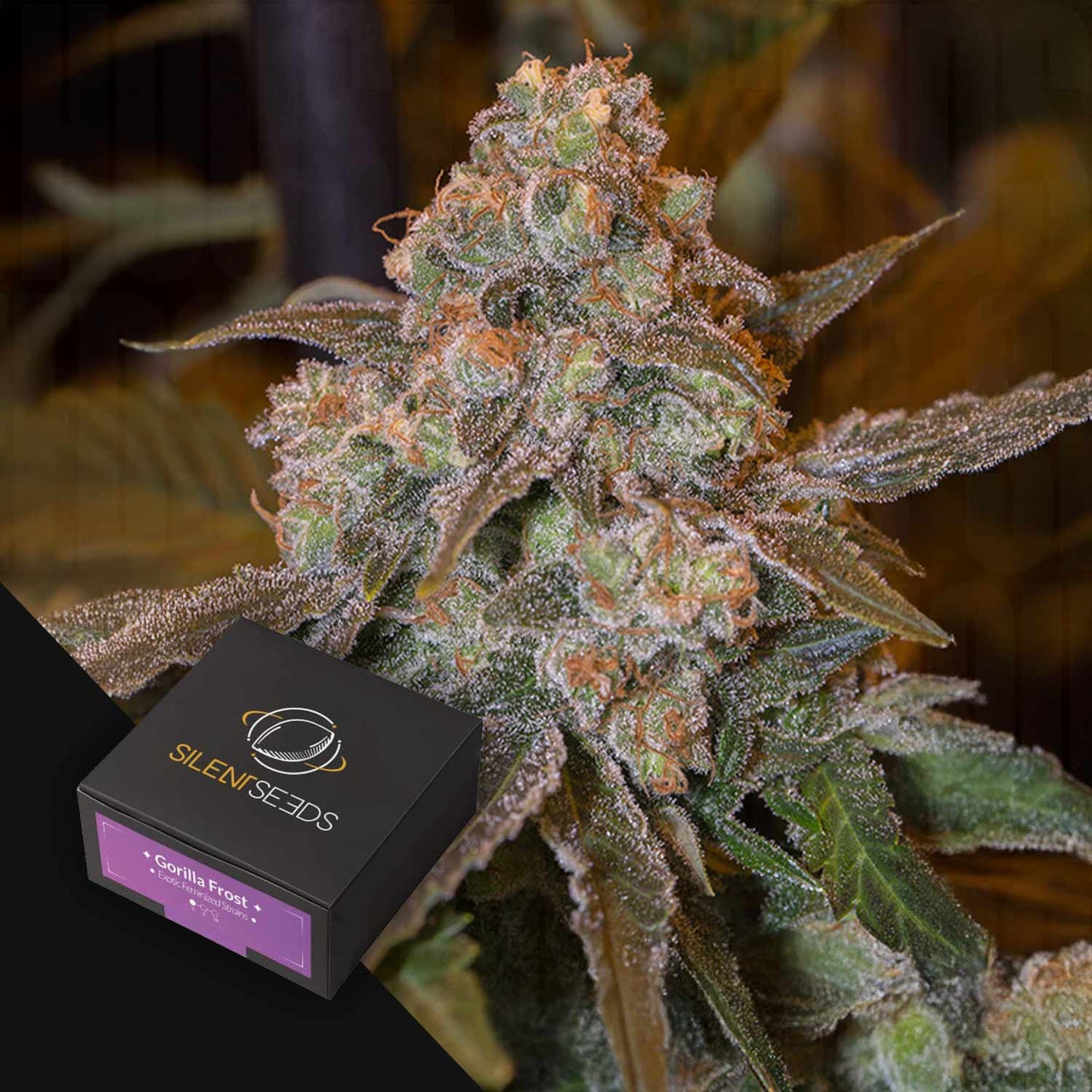 Gorilla Frost