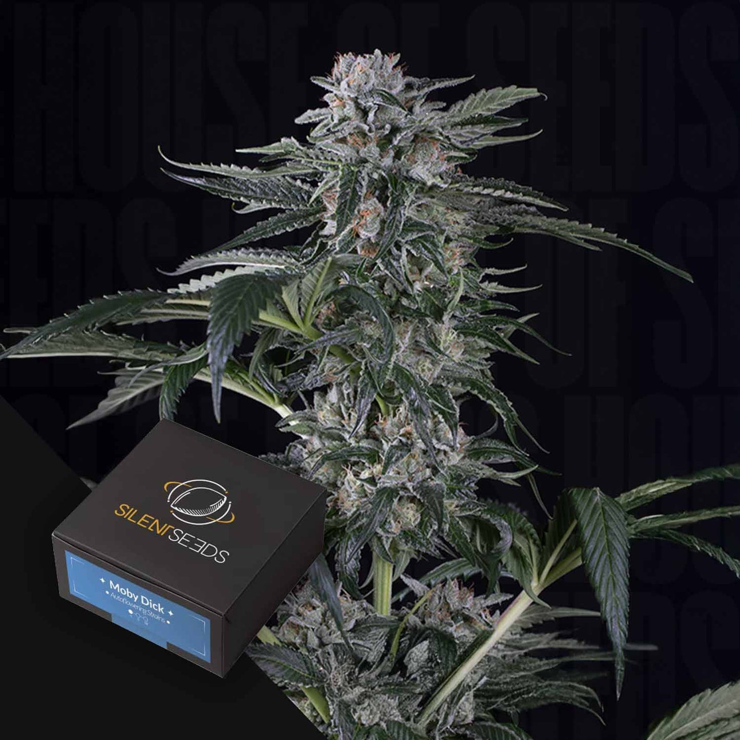 Moby Dick