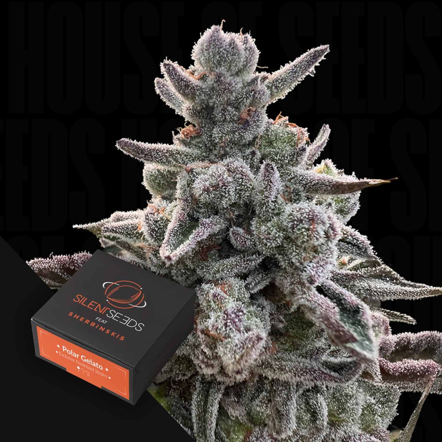 Polar Gelato