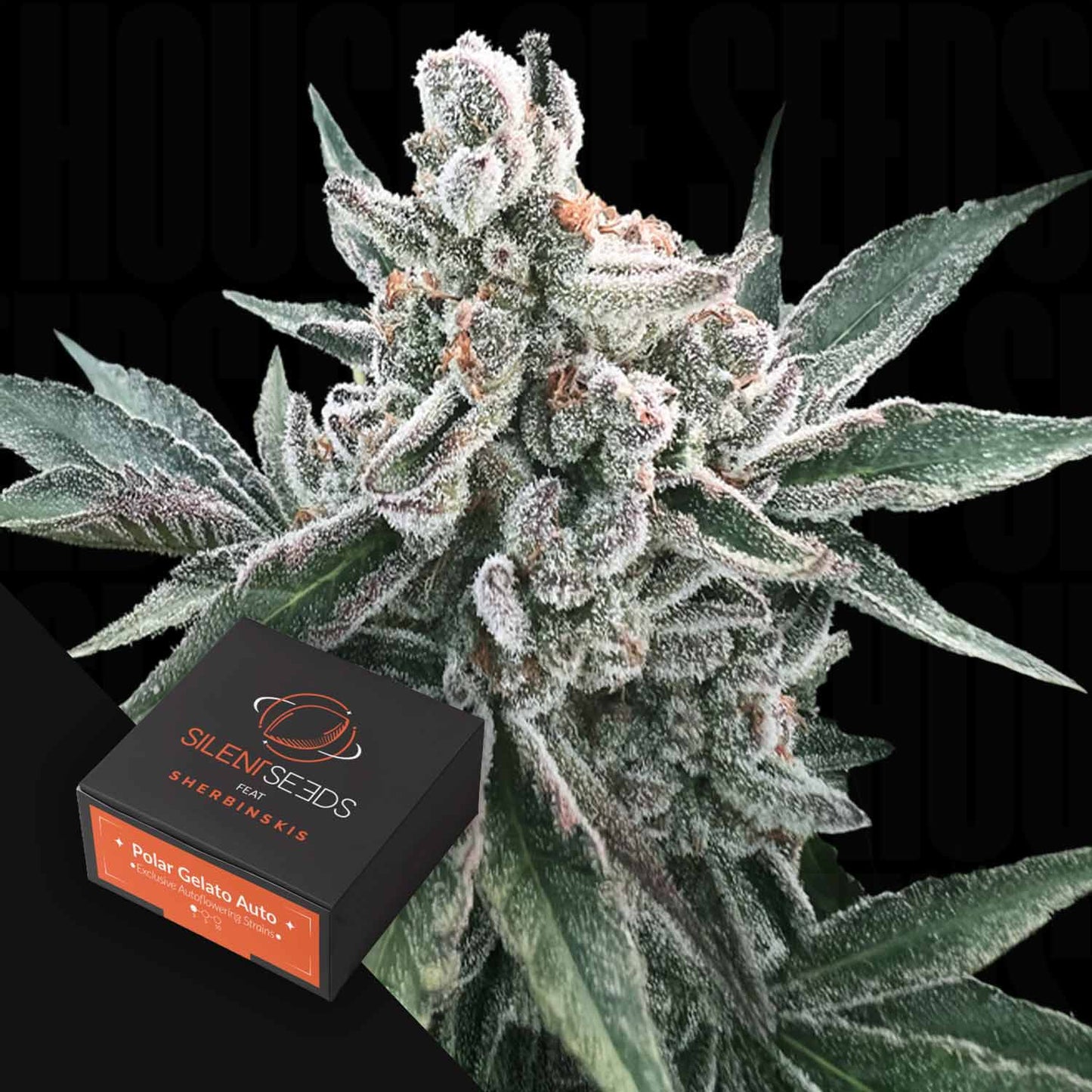 Polar Gelato AUTO