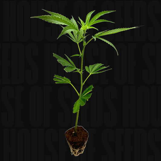 Blue Zushi - Cutting