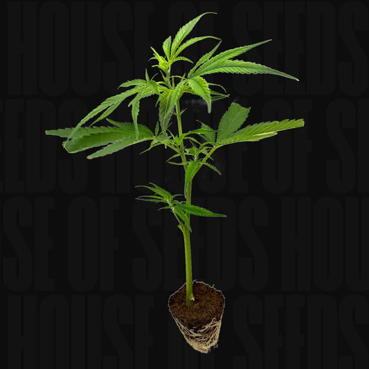 Mandarin Cookies R1 V2 - Clone