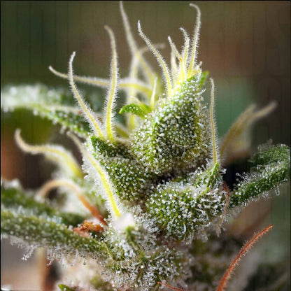 Gorilla Girl F1 FAST