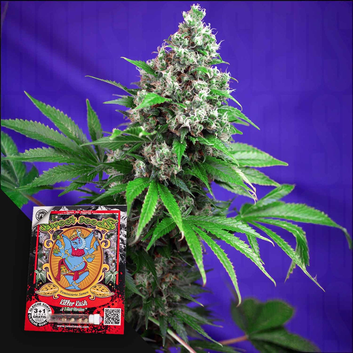Killer Kush F1