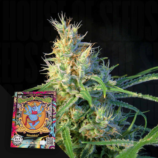 Psychedelic Delight