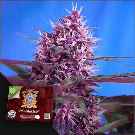 Red Poison Auto