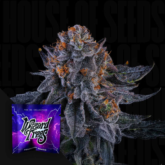 Wizard Fuel