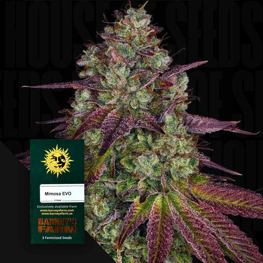 Mimosa EVO