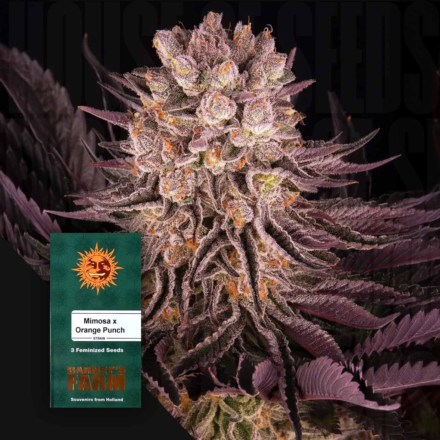 Mimosa x Orange Punch