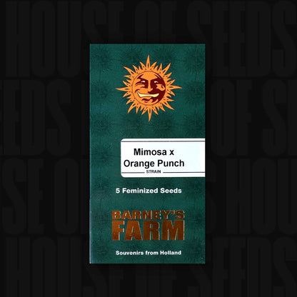 Mimosa x Orange Punch