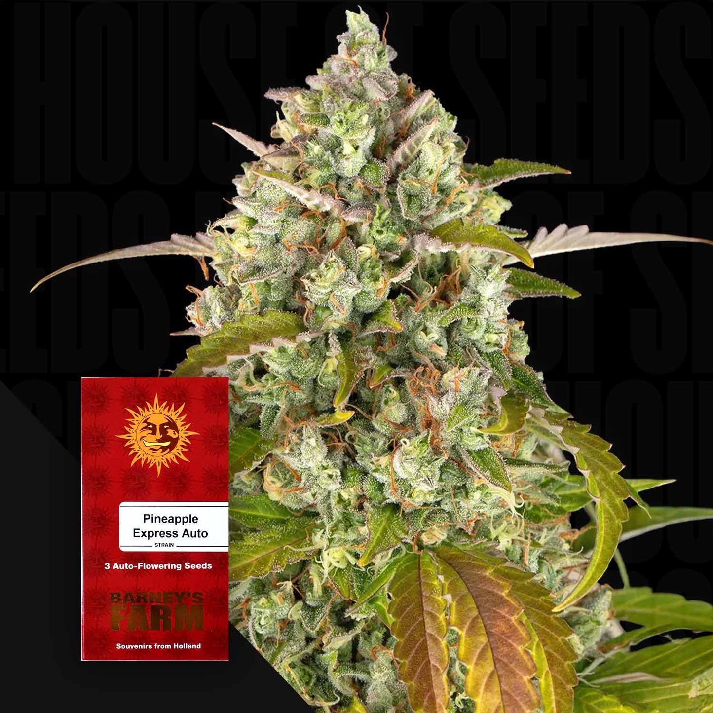 Pineapple Express Auto