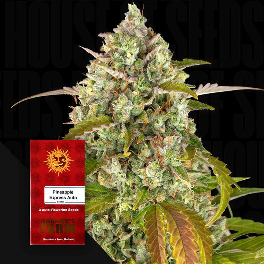 Pineapple Express Auto