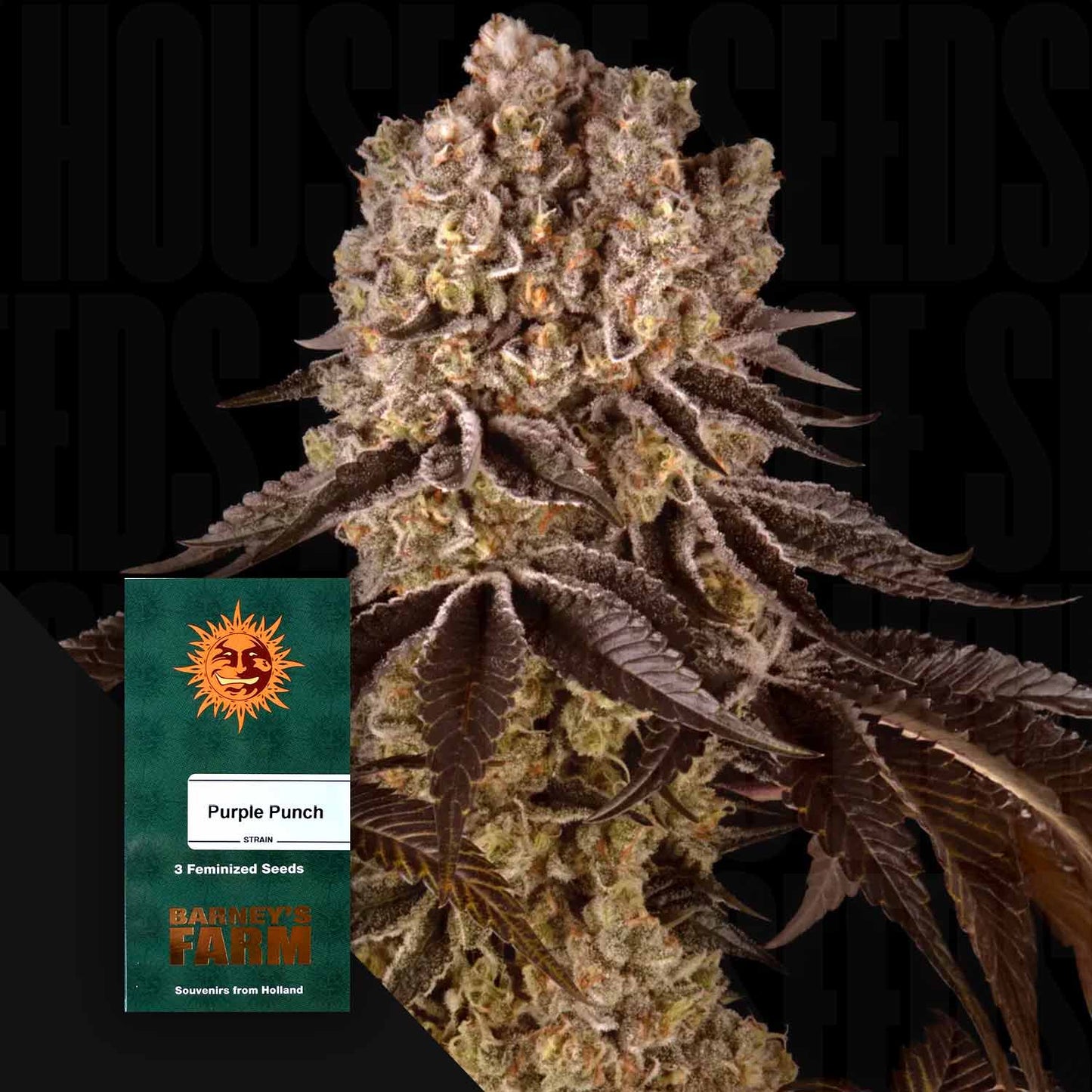 Purple Punch