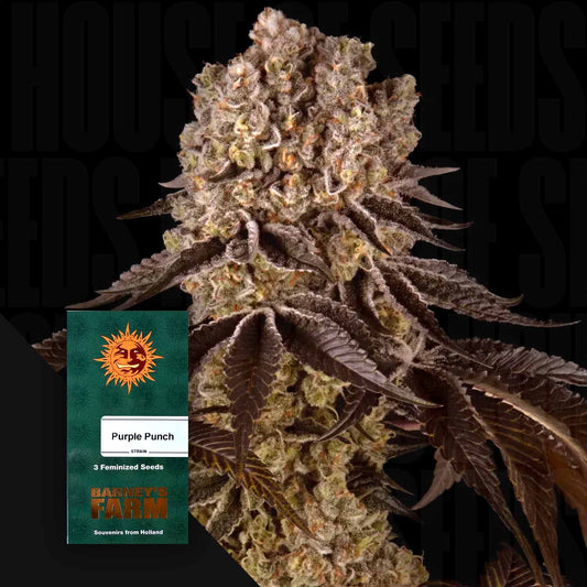 Purple Punch