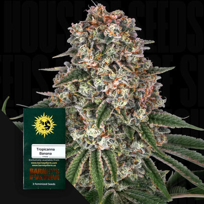 Tropicanna Banana
