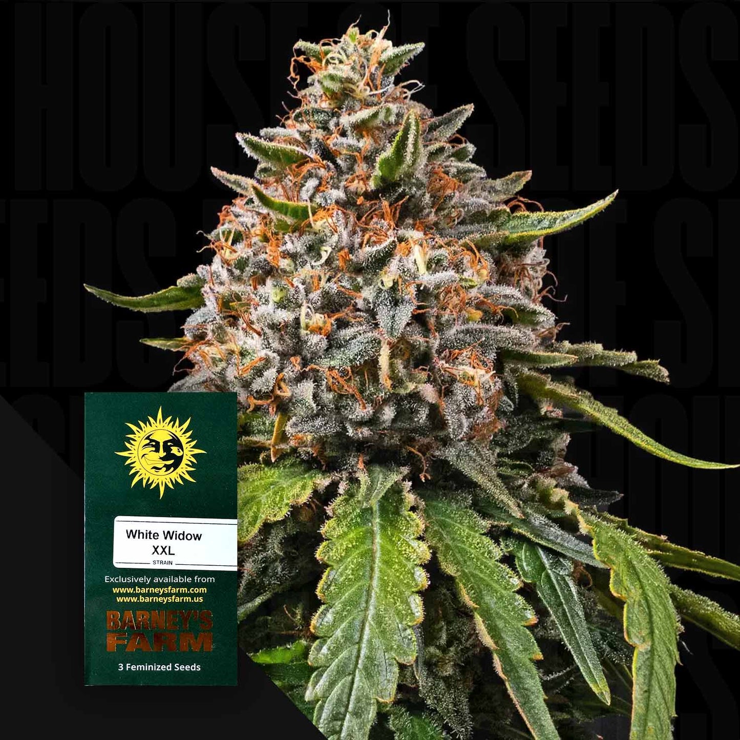 White Widow XXL
