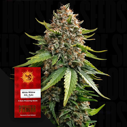 White Widow XXL Auto
