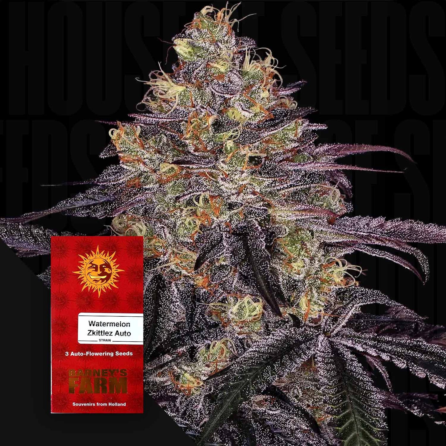 Watermelon Zkittlez Auto