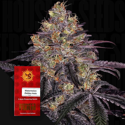 Watermelon Zkittlez Auto
