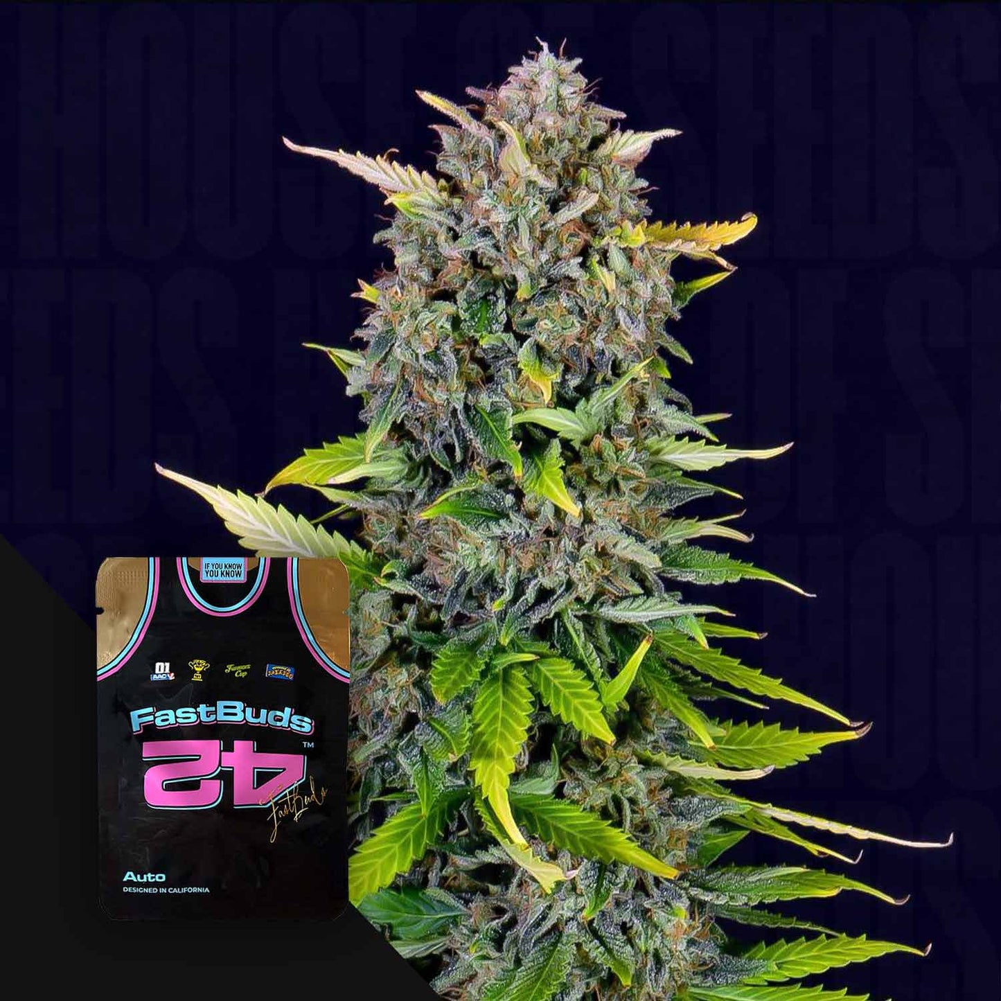 Blue Dream Auto