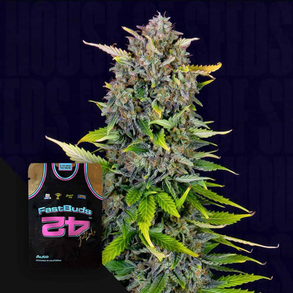 Blue Dream Auto