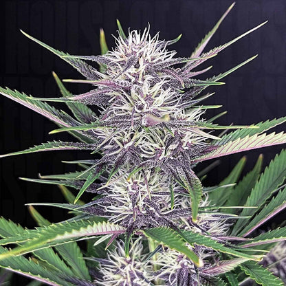 Banana Purple Punch Auto