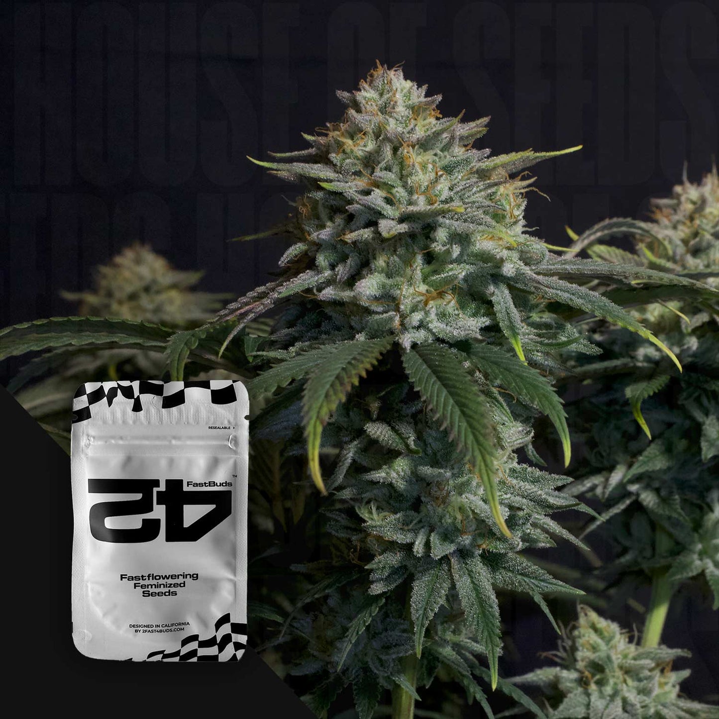 Gorilla Cookies FF