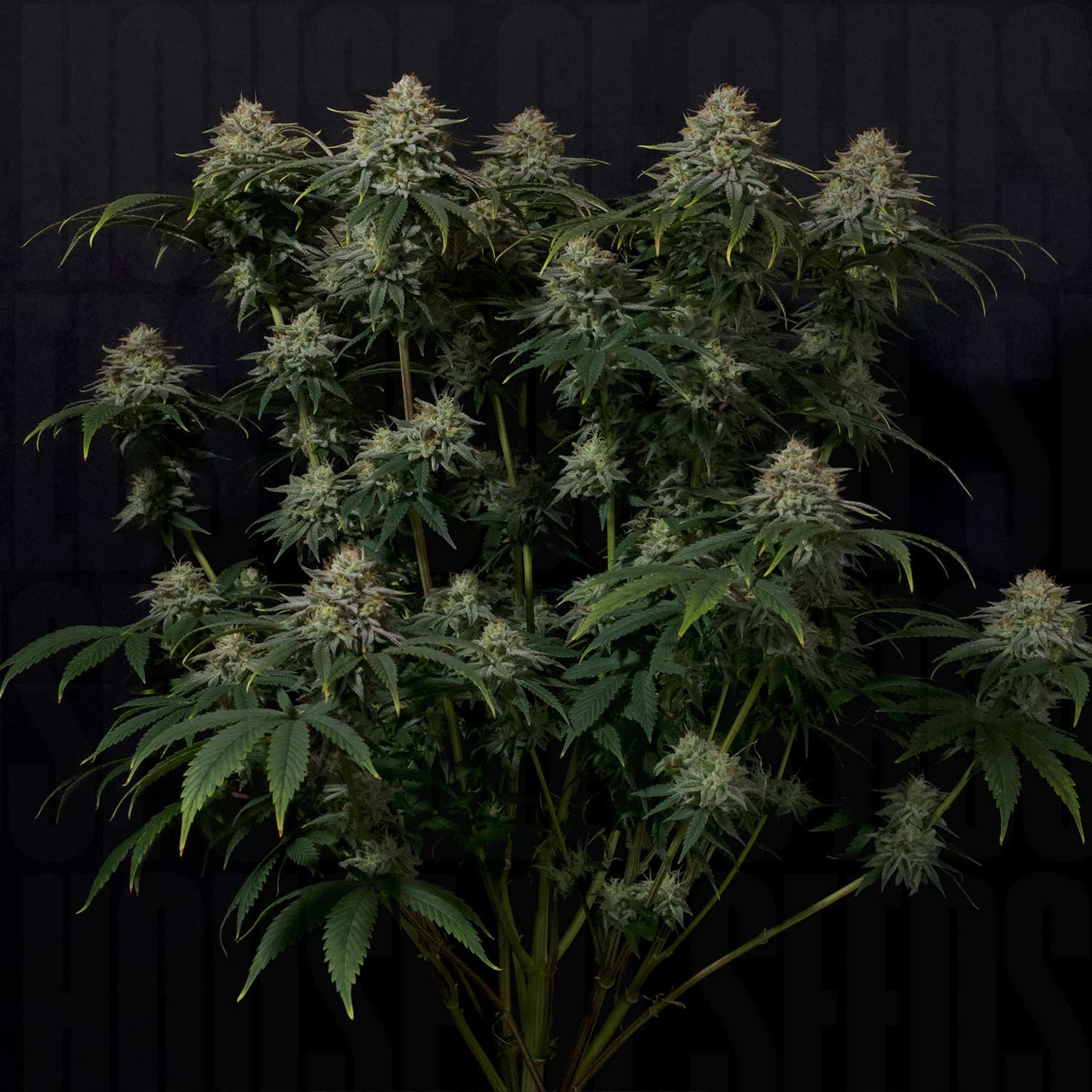 Gorilla Cookies FF