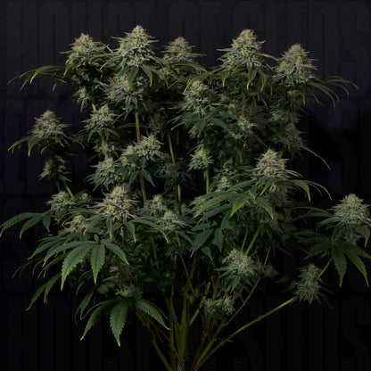 Gorilla Cookies FF